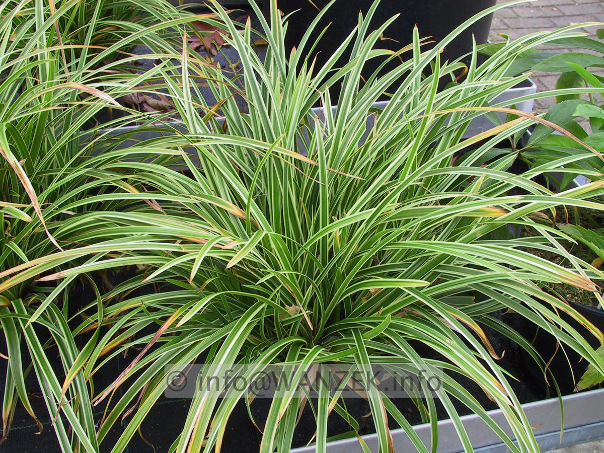 Carex morrowii Ice Dance.JPG